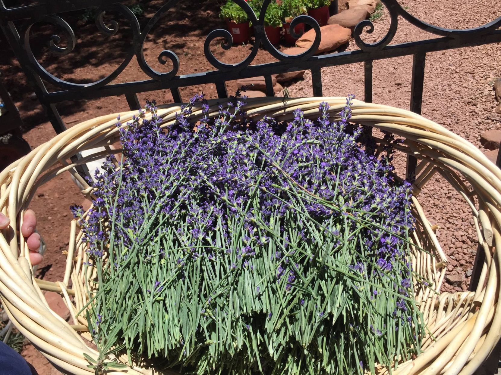 Lavender